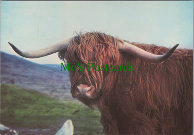 Animals Postcard - A Scottish Highland Cow SW11965