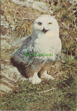 Animals Postcard - Birds - The Snowy Owl  SW11967