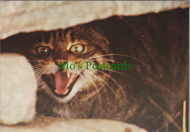 Animals Postcard - Wild Cat at The Highland Wildlife Park  SW11969
