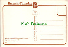 Load image into Gallery viewer, Animals Postcard - Wild Cat at The Highland Wildlife Park SW11969