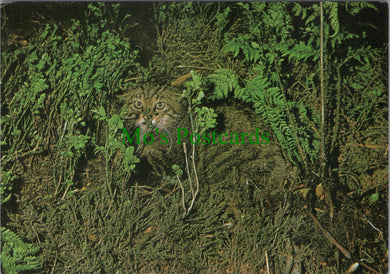 Animals Postcard - Wildcat in The Heather  SW11970