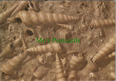 Geological Museum Postcard - Shells of The Gastropod SW11971