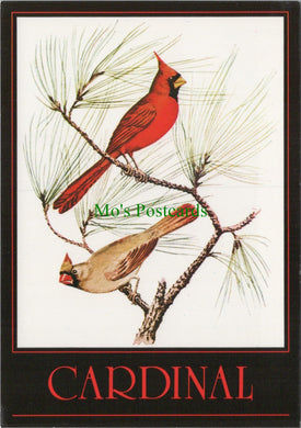 Animals Postcard - The Cardinal Birds  SW11974
