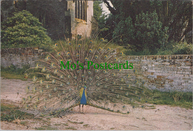 Animals Postcard - Birds - Peacock on Brownsea Island SW12259