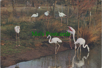 Animals Postcard - Birds - Greater Flamingos, Wildfowl Trust SW12260