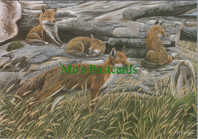 Animal Art Postcard - Foxes, Artist David Teague  SW12266