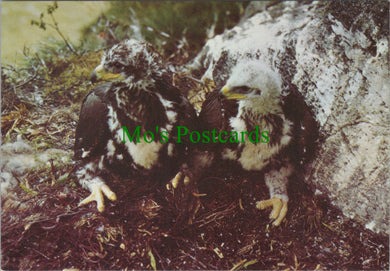 Animals Postcard - Birds - Golden Eaglets, Scottish Highlands SW12272