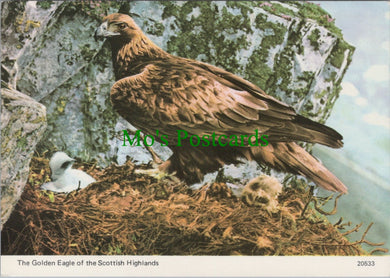Animals Postcard - Birds - The Golden Eagle, Scottish Highlands  SW12273