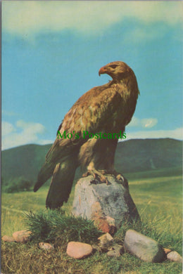 Animals Postcard - Birds - The Golden Eagle  SW12274
