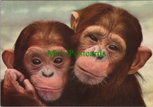 Load image into Gallery viewer, Animals Postcard - Young Chimpanzees  SW12302
