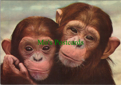 Animals Postcard - Young Chimpanzees  SW12302