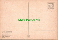 Load image into Gallery viewer, Animals Postcard - Young Chimpanzees  SW12302