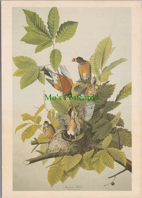 Art Postcard - American Robin, J.J.Audubon SW12104