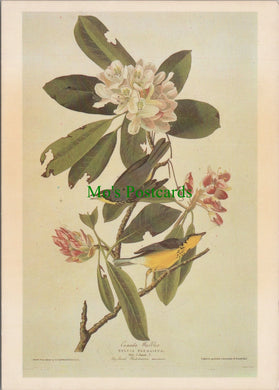 Art Postcard - Canada Warbler, J.J.Audubon SW12105