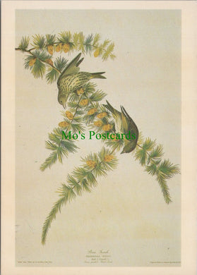 Art Postcard - Pine Finch, J.J.Audubon SW12106