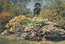Load image into Gallery viewer, London Postcard - Royal Botanic Gardens, Kew SW12225