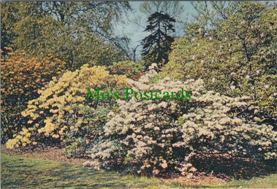 London Postcard - Royal Botanic Gardens, Kew SW12225