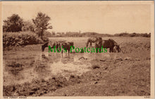 Load image into Gallery viewer, Hampshire Postcard - New Forest Ponies  SW12749
