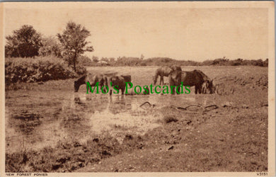 Hampshire Postcard - New Forest Ponies  SW12749