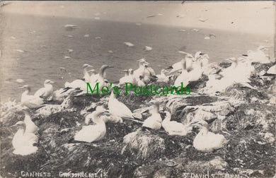 Animals Postcard - Birds, Gannets, Grassholme, St David's SW12953