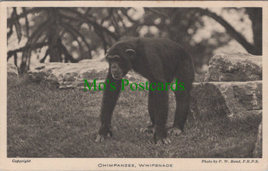 Animals Postcard - Chimpanzee, Whipsnade SW12984