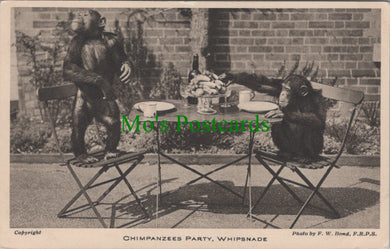 Animals Postcard - Chimpanzees Party, Whipsnade SW12985