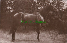 Load image into Gallery viewer, Animals Postcard - Beautiful Horse   SW12609

