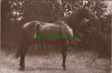 Load image into Gallery viewer, Animals Postcard - Beautiful Horse SW12609