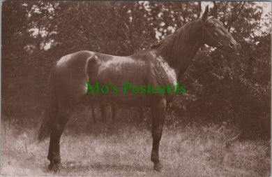 Animals Postcard - Beautiful Horse   SW12609