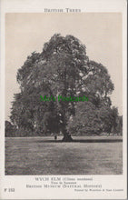 Load image into Gallery viewer, Nature Postcard - British Trees, The Wych Elm  SW12566
