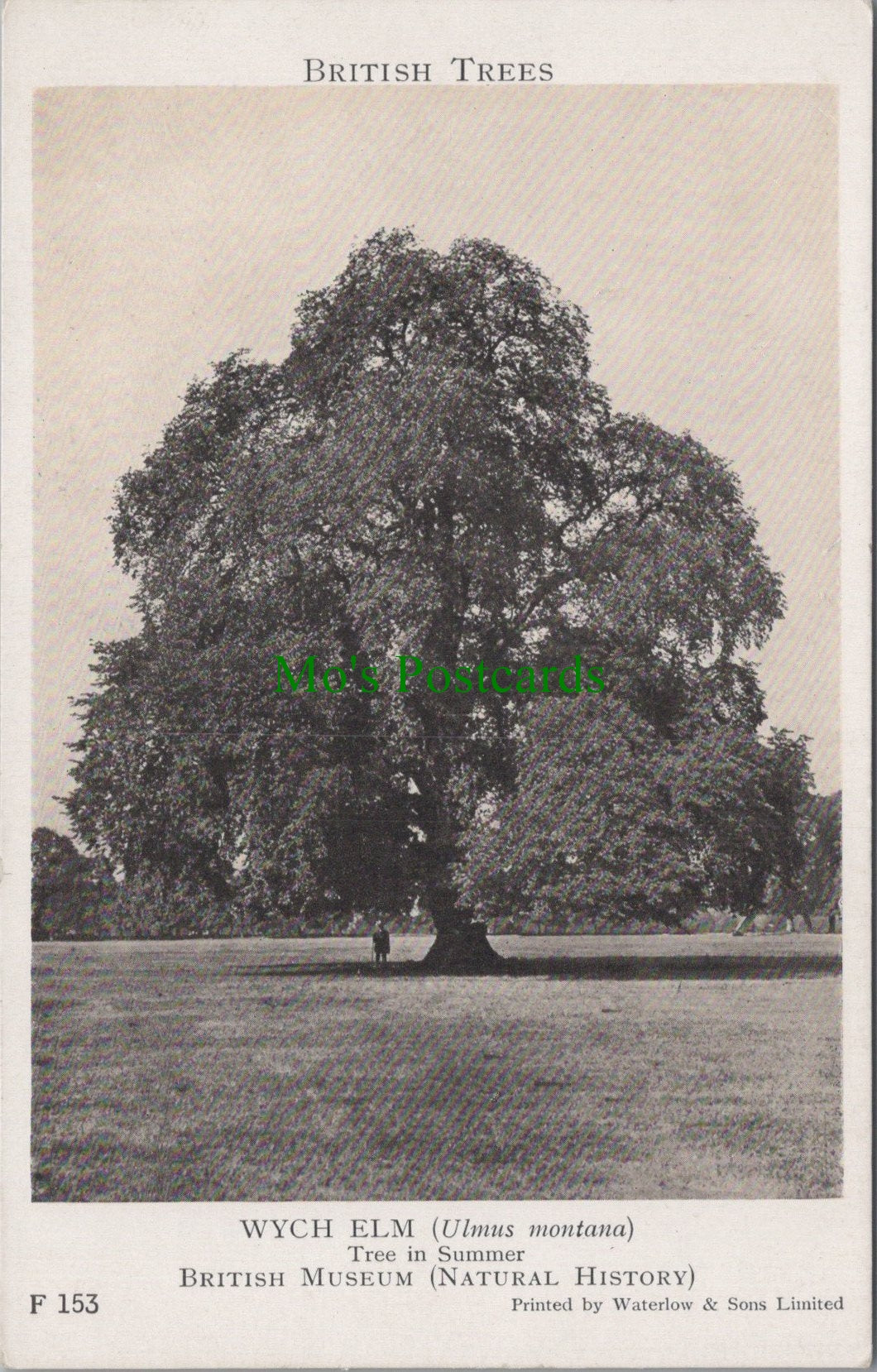 Nature Postcard - British Trees, The Wych Elm  SW12566