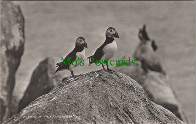 Birds Postcard - A Pair of Puffins, Scilly Isles  SW13298