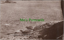 Load image into Gallery viewer, Animals Postcard - Grey Seals Hurrying To Sea   SW13301
