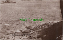 Load image into Gallery viewer, Animals Postcard - Grey Seals Hurrying To Sea   SW13301
