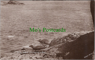 Animals Postcard - Grey Seals Hurrying To Sea   SW13301