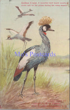 Load image into Gallery viewer, Animal Postcard - Golden Crane, South Africa  SW14002

