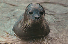 Load image into Gallery viewer, Animals Postcard - Seal, Brighton Aquarium  SW16081