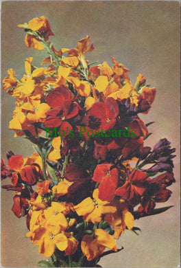 Nature Postcard - Flowers, Wallflower  SW13749