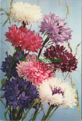 Nature Postcard - Flowers, Cornflower  SW13750