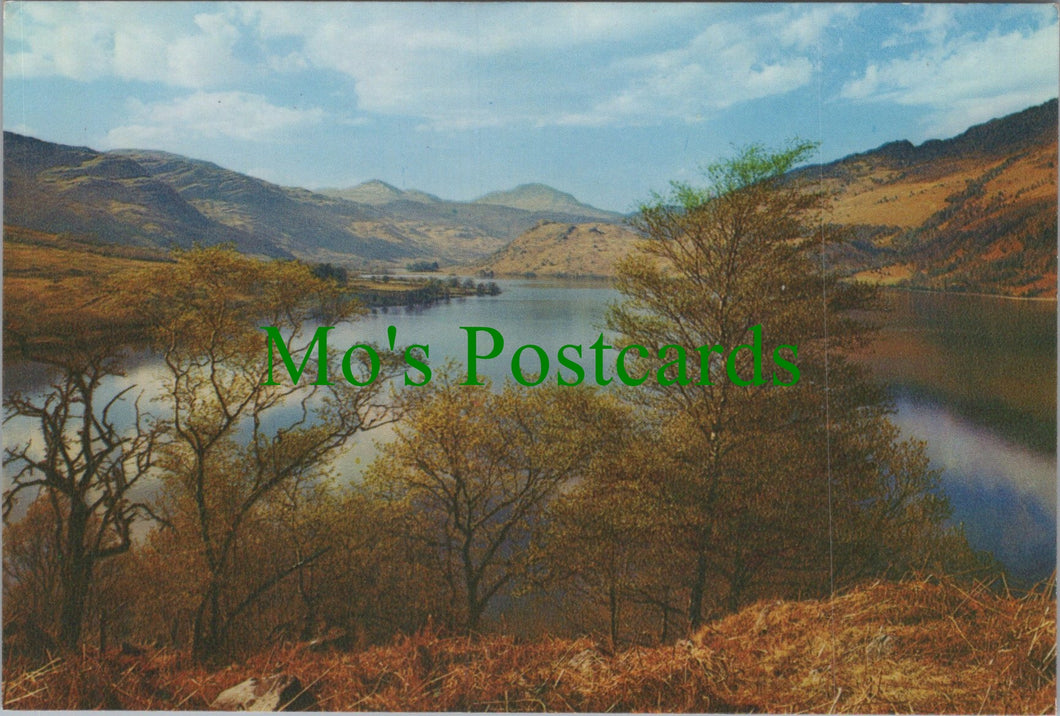 Scotland Postcard - Loch Lomond Near Ardlui  SW13751
