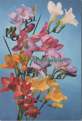 Nature Postcard - Flowers - Freesia, A Greenhouse Flower  SW13724