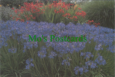 Surrey Postcard - Agapanthus, Wisley Gardens, Wisley SW13726