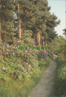 Surrey Postcard - The Pinetum, Wisley Gardens, Wisley SW13728