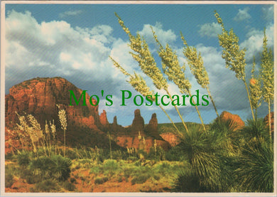 America Postcard - Yuccas in Bloom, Oak Creek Canyon, Arizona  SW13707