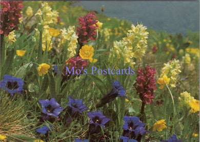 Nature Postcard - Flowers of The Alps  SW14083