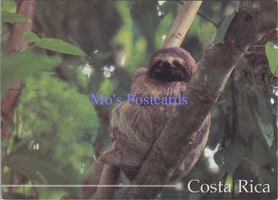 Animals Postcard - Costa Rica, Three-Toed Sloth, Bradypus Griscus SW14088