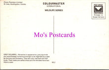 Load image into Gallery viewer, Animals Postcard - The Grey Squirrel   SW15644