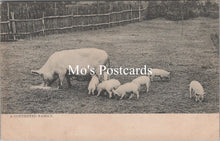 Load image into Gallery viewer, Animals Postcard - Pig and Piglets, A Contented Family SW16583