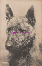 Load image into Gallery viewer, Animals Postcard - Dogs, Thistle The Terrier SW14734