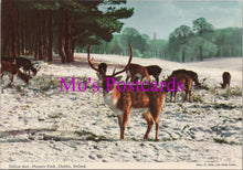 Load image into Gallery viewer, Animals Postcard - Fallow Deer, Phoenix Park, Dublin  SW15443